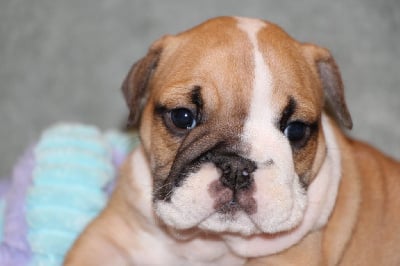 Les chiots de Bulldog Anglais