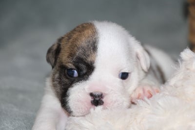 Les chiots de Bulldog Anglais