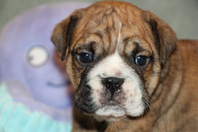 Les chiots de Bulldog Anglais
