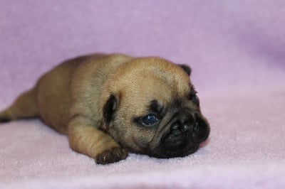 Les chiots de Bouledogue français
