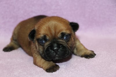 Les chiots de Bouledogue français