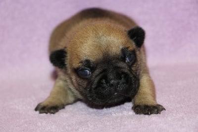 Les chiots de Bouledogue français