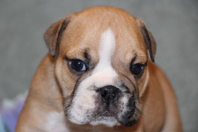 Les chiots de Bulldog Anglais