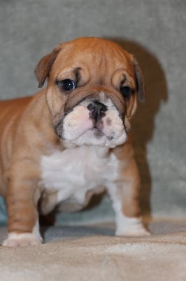 Les chiots de Bulldog Anglais