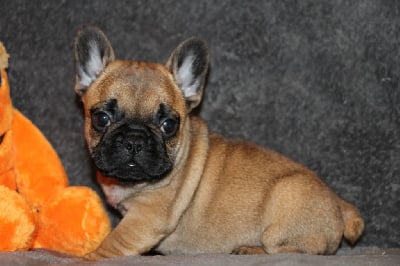 Les chiots de Bouledogue français