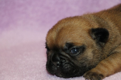 Les chiots de Bouledogue français