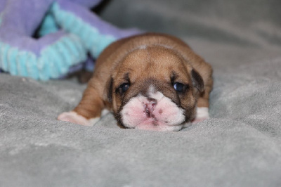 Les chiots de Bulldog Anglais
