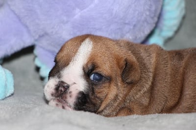 Les chiots de Bulldog Anglais