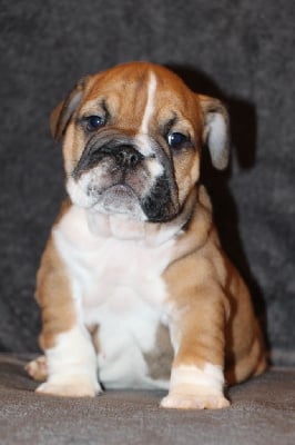 Les chiots de Bulldog Anglais
