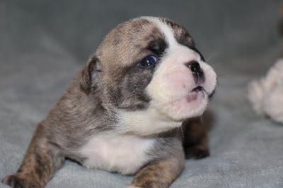 Les chiots de Bulldog Anglais