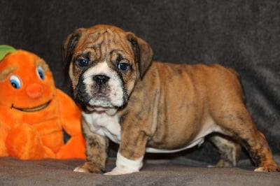 Les chiots de Bulldog Anglais