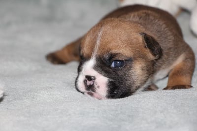 Les chiots de Bulldog Anglais