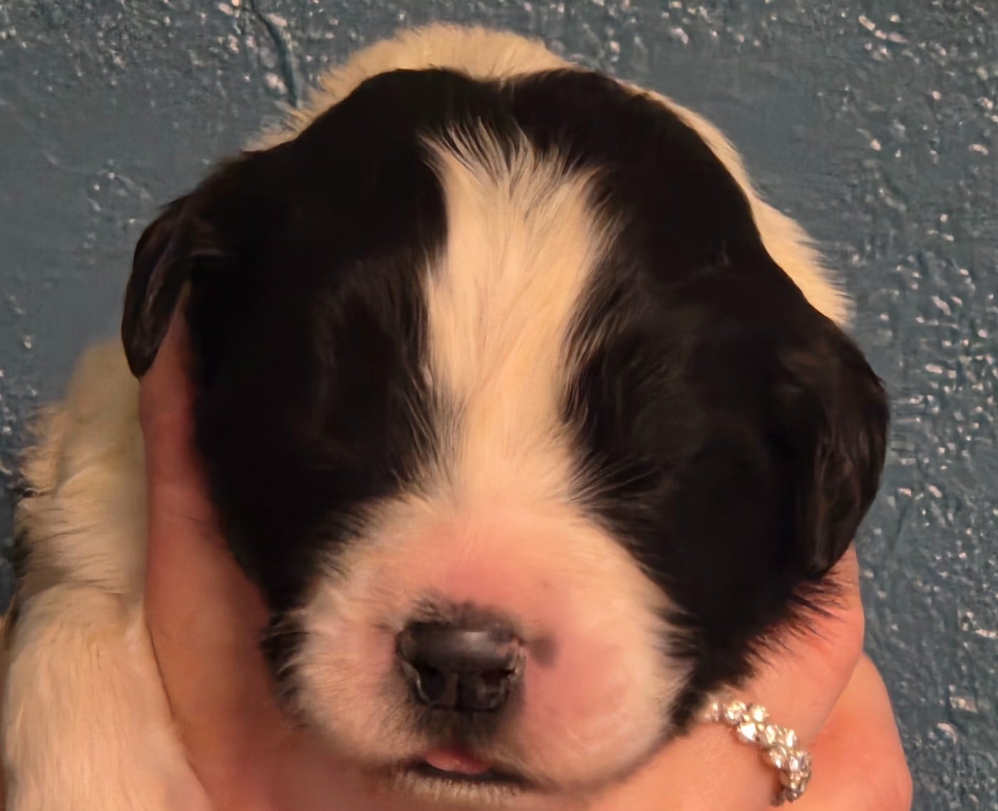 CHIOT collier bleu ciel