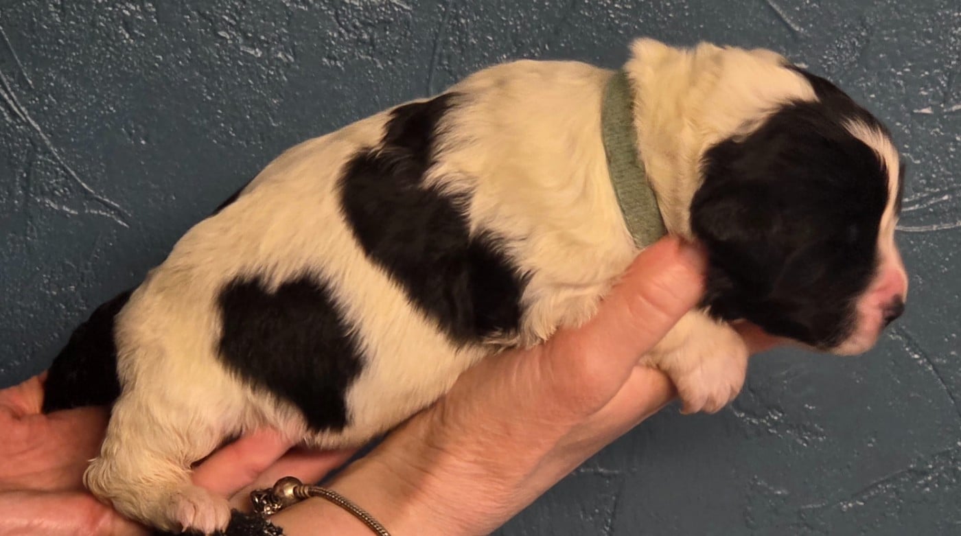 CHIOT collier bleu ciel