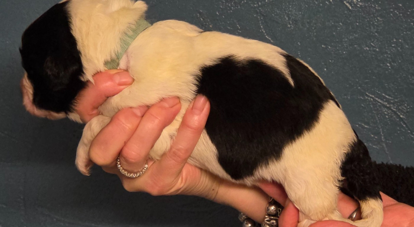 CHIOT collier bleu ciel