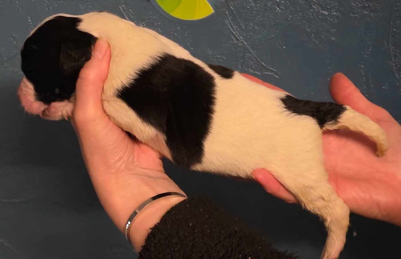 CHIOT collier bleu foncé