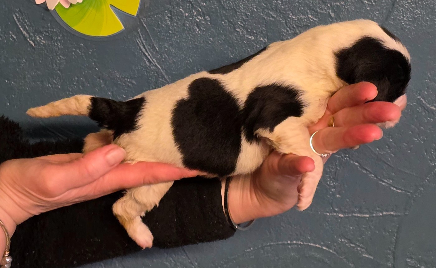 CHIOT collier bleu foncé