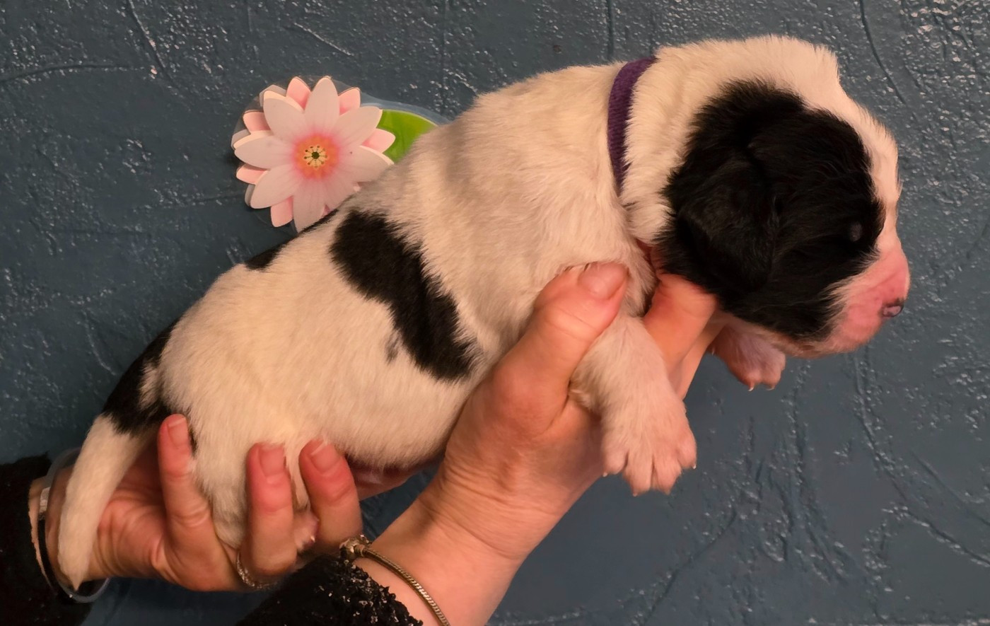 CHIOT collier violet