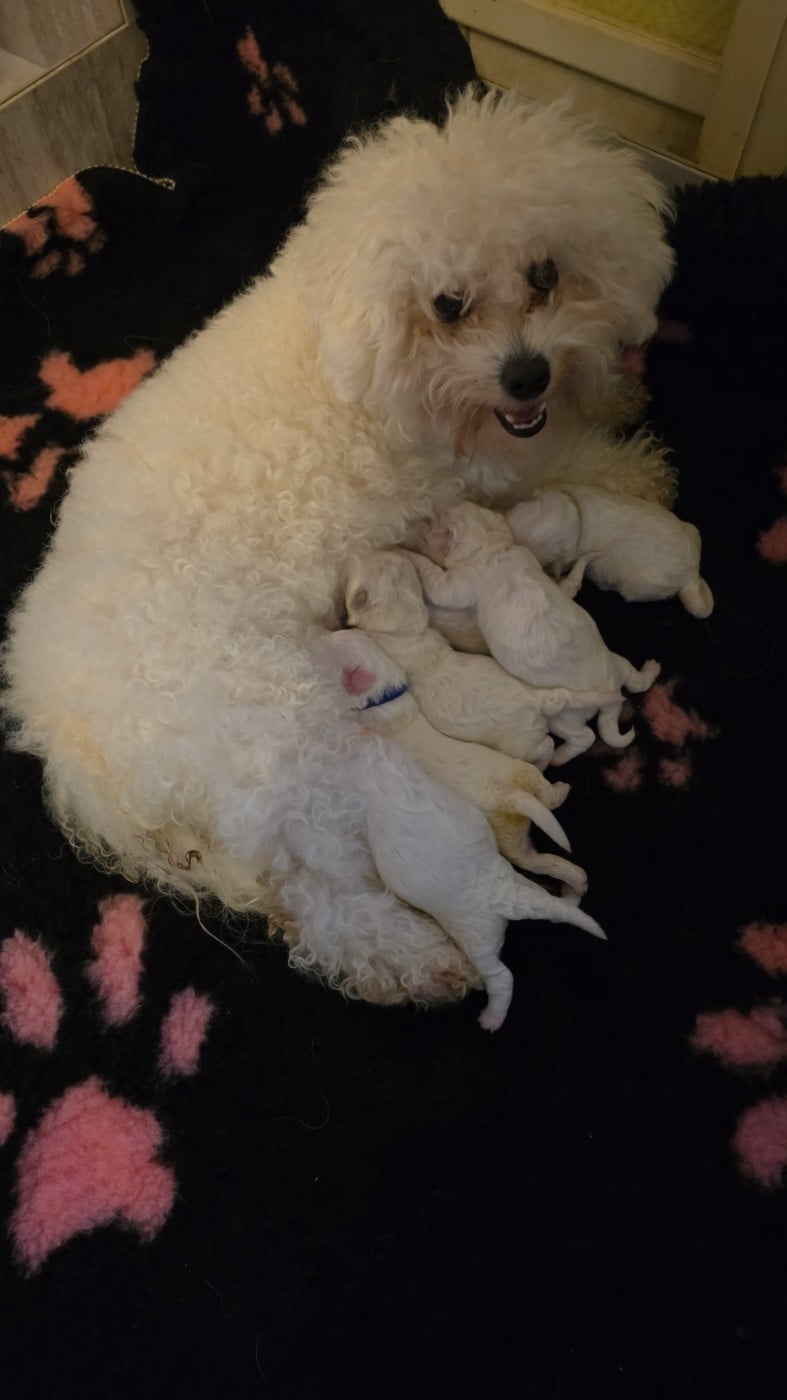 Bichon Frise - du Domaine des Pins d'Aurécanie