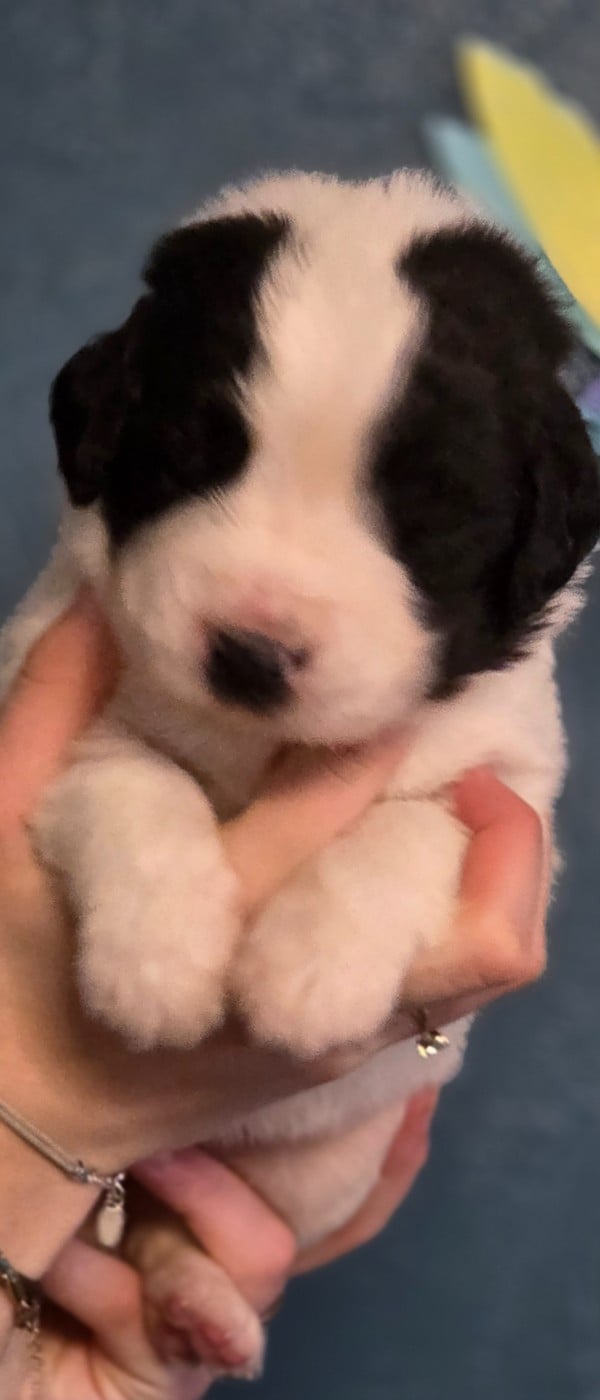 Landseer type continental europeen - du Domaine des Pins d'Aurécanie