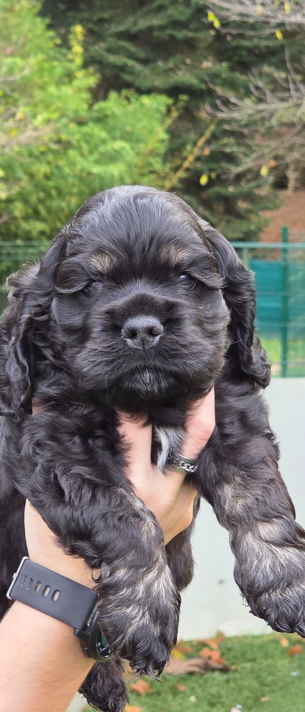 CHIOT collier marron foncé