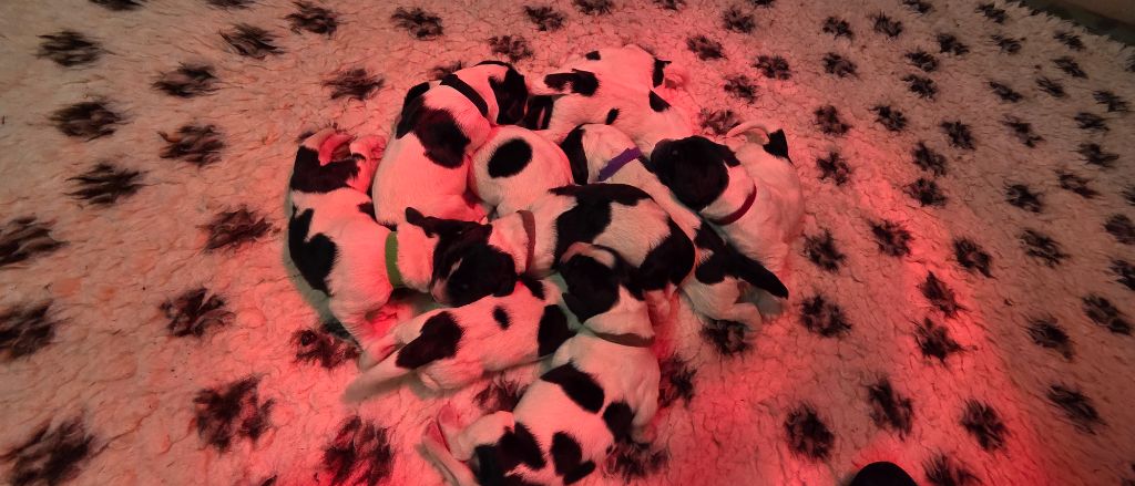 Landseer type continental europeen - du Domaine des Pins d'Aurécanie