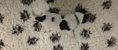 Les chiots de Landseer type continental europeen