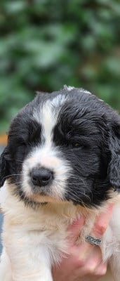 Les chiots de Landseer type continental europeen