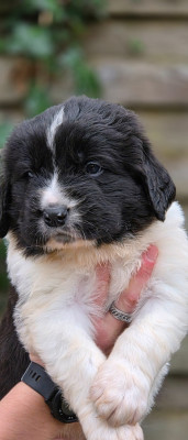 Les chiots de Landseer type continental europeen