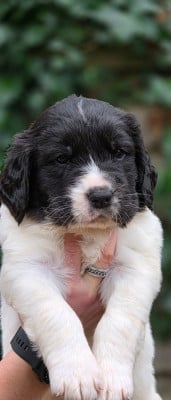 Les chiots de Landseer type continental europeen