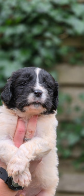 Les chiots de Landseer type continental europeen
