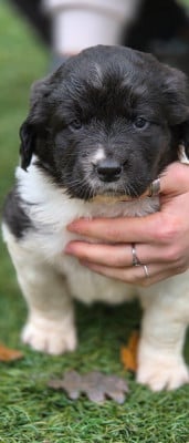 Les chiots de Landseer type continental europeen
