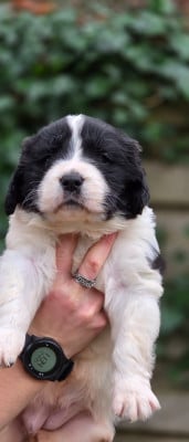 Les chiots de Landseer type continental europeen