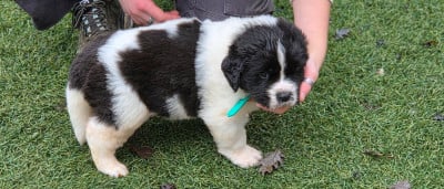 Les chiots de Landseer type continental europeen