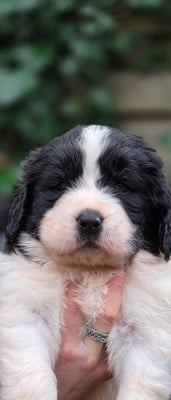 Les chiots de Landseer type continental europeen