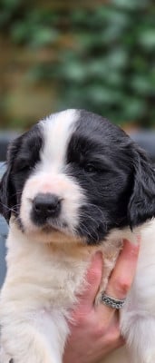 Les chiots de Landseer type continental europeen