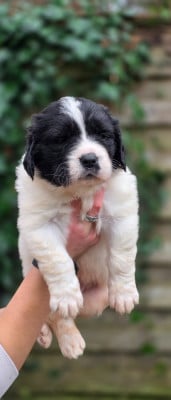 Les chiots de Landseer type continental europeen