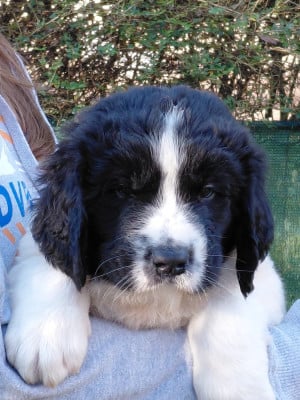 Les chiots de Landseer type continental europeen