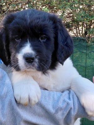 Les chiots de Landseer type continental europeen