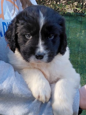 Les chiots de Landseer type continental europeen