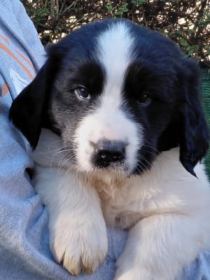 Les chiots de Landseer type continental europeen