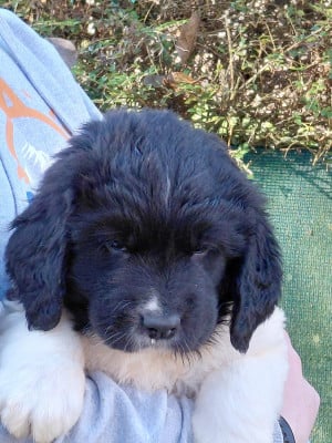 Les chiots de Landseer type continental europeen