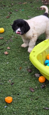 Les chiots de Landseer type continental europeen