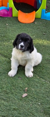 Les chiots de Landseer type continental europeen