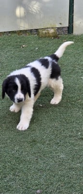 Les chiots de Landseer type continental europeen