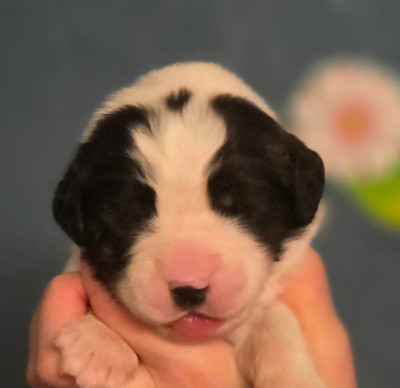 Les chiots de Landseer type continental europeen