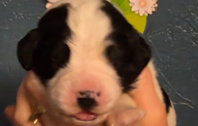 Les chiots de Landseer type continental europeen