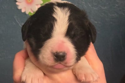 Les chiots de Landseer type continental europeen