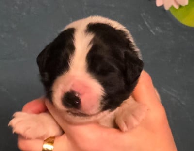 Les chiots de Landseer type continental europeen