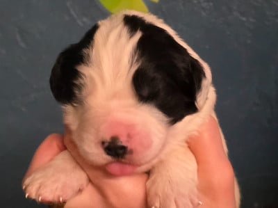 Les chiots de Landseer type continental europeen